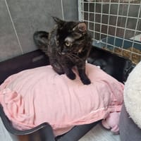 HELLO, chatte à adopter