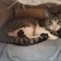 FLEUR, chatte à adopter