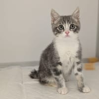 sorbet, chat à adopter