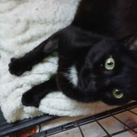 Moon, chat à adopter