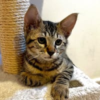 Edgard [Chaton], chat à adopter