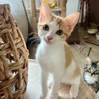 YOUSRI, chatte à adopter