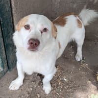 PUNKY, chien à adopter