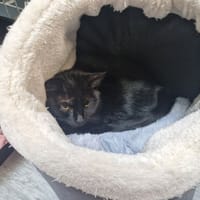 OLA, chatte à adopter