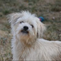 GRINCHEUX CHAO, chien à adopter