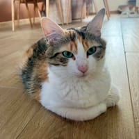 ALYA, chatte à adopter