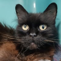 Navara, chatte à adopter