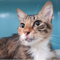 Juliette, chatte à adopter
