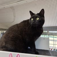 BAGHEERA, chat à adopter