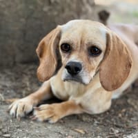 Brise CAA15917, chienne à adopter