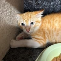 REQUIN, chat à adopter