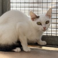 Flocon, chatte à adopter