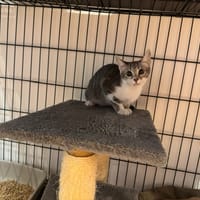 JADE, chatte à adopter