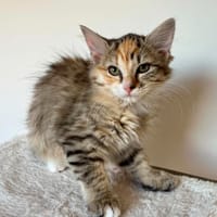 YOUMNA, chatte à adopter
