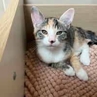 YAMINA, chatte à adopter