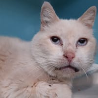 Pepin, chat à adopter