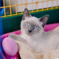 Ali [Chaton], chatte à adopter