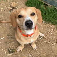 SCOOBY HAA24826, chien à adopter