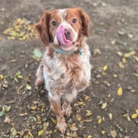 Rio, chien à adopter