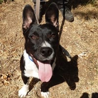 Bambino, chien à adopter