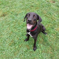 DOLCE, chienne à adopter