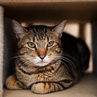 Pepin, chat à adopter