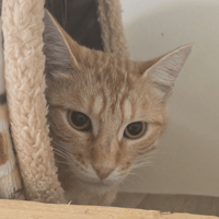 KINDER, chat à adopter