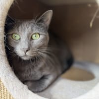 BLUE, chat à adopter