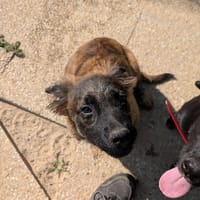 Litchi, chien à adopter
