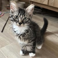 YANIS, chat à adopter