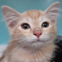 Raquette, chatte à adopter