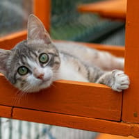 Boréale, chatte à adopter