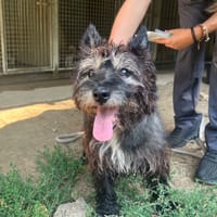 SCOTH, chien à adopter
