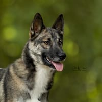 Luna, chienne à adopter