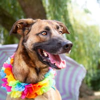 Rocky, chien à adopter