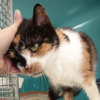 SCARA C, chatte à adopter