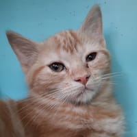 Rickie, chatte à adopter