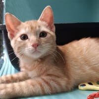 Rikiki, chatte à adopter