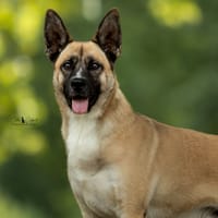 Zéphir, chien à adopter