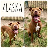 Alaska, chien à adopter