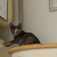Bidja, chatte à adopter