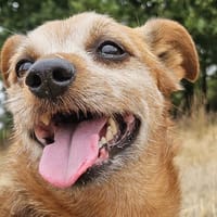 dicky, chien à adopter