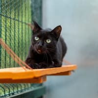 Anguille, chatte à adopter