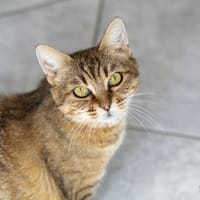 Zaria, chatte à adopter