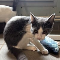 Miko, chat à adopter