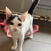 Gaillard, chat à adopter