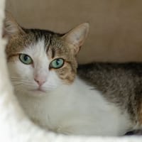 Pompom, chat à adopter
