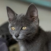 Bidou, chat à adopter