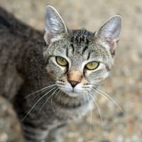 Abby, chatte à adopter