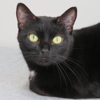 TAMMY (réservé), chatte à adopter